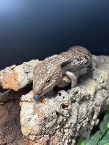 Northern blue tongue skink