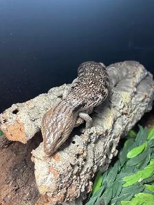 Northern blue tongue skink - Photo 2