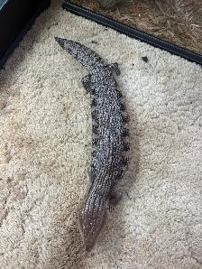 Northern blue tongue skink - Photo 3