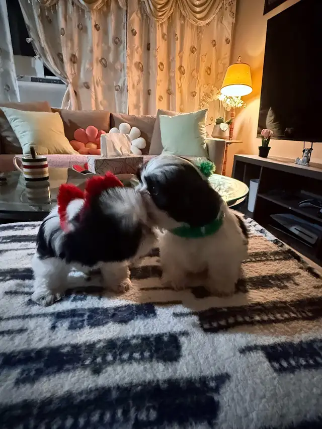 pure breed Shih Tzu