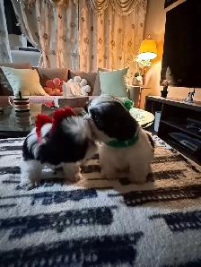 pure breed Shih Tzu