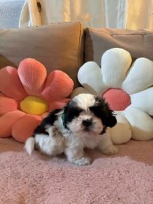 pure breed Shih Tzu - Photo 2