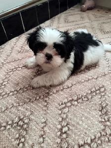 pure breed Shih Tzu - Photo 3