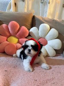 pure breed Shih Tzu - Photo 4