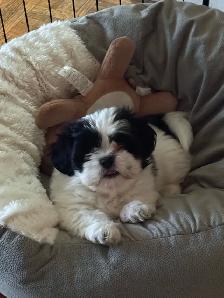 pure breed Shih Tzu - Photo 5