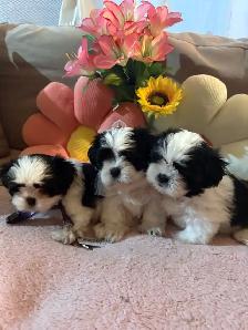 pure breed Shih Tzu - Photo 6