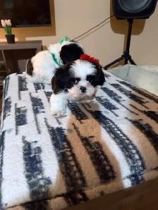 pure breed Shih Tzu - Photo 7