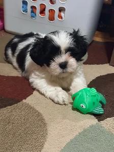 pure breed Shih Tzu - Photo 8