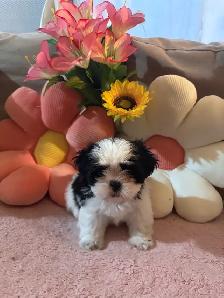 pure breed Shih Tzu - Photo 9