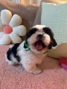 pure breed Shih Tzu - Photo 10