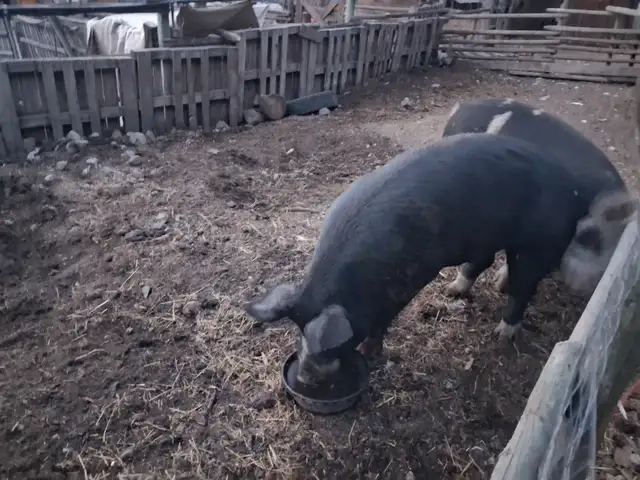 Birkshire boar