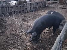 Birkshire boar