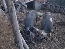 Birkshire boar - Photo 2