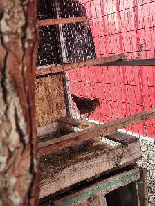 red golden pheasants