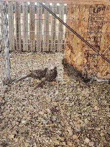 red golden pheasants - Photo 2
