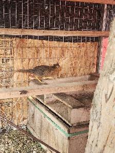 red golden pheasants - Photo 6