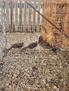 red golden pheasants - Photo 7