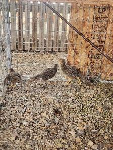 red golden pheasants - Photo 8