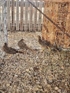 red golden pheasants - Photo 9