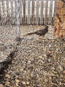 red golden pheasants - Photo 10