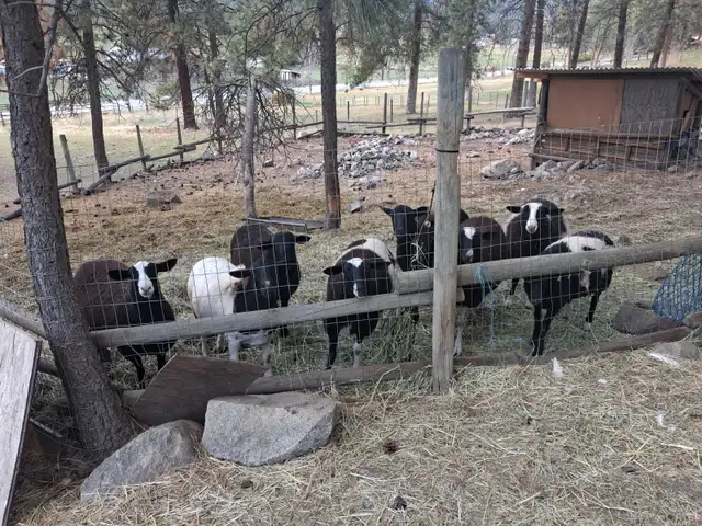 Small Herd of sheep