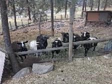 Small Herd of sheep