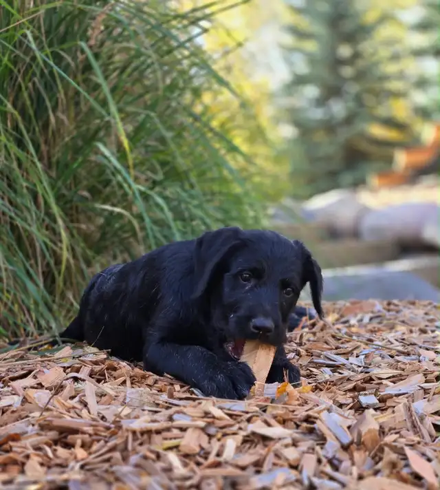 Bernedoodle X Puppies