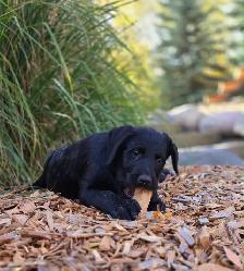 Bernedoodle X Puppies