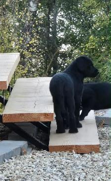 Bernedoodle X Puppies - Photo 3