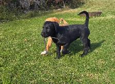 Bernedoodle X Puppies - Photo 4