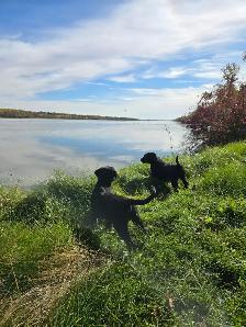Bernedoodle X Puppies - Photo 5
