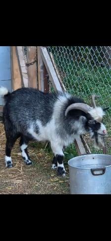buck goat blue eye miniature for sale 1 year old