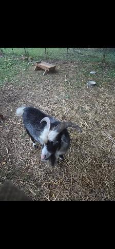 buck goat blue eye miniature for sale 1 year old - Photo 2