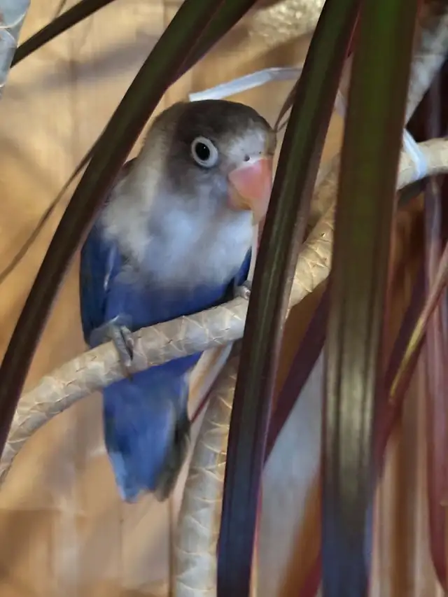 Cage avec petit bébé 2 1/2 mois inséparable nourri à la main