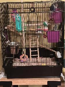 Cage avec petit bébé 2 1/2 mois inséparable nourri à la main - Photo 2