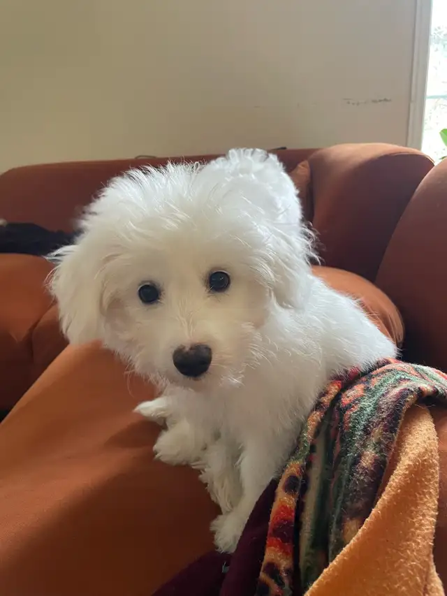 Puppy Bichon Eskimo - Bichomo