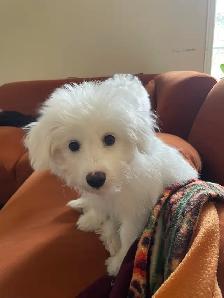 Puppy Bichon Eskimo - Bichomo