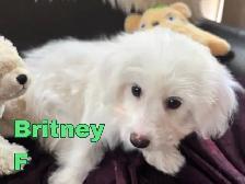 Puppy Bichon Eskimo - Bichomo - Photo 2