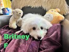 Puppy Bichon Eskimo - Bichomo - Photo 3