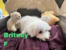 Puppy Bichon Eskimo - Bichomo - Photo 4