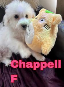 Puppy Bichon Eskimo - Bichomo - Photo 5