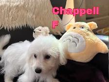 Puppy Bichon Eskimo - Bichomo - Photo 6