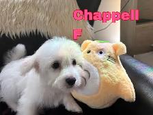 Puppy Bichon Eskimo - Bichomo - Photo 7
