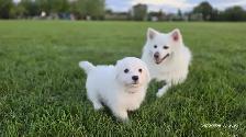 Puppy Bichon Eskimo - Bichomo - Photo 8