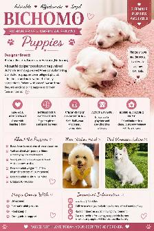 Puppy Bichon Eskimo - Bichomo - Photo 9