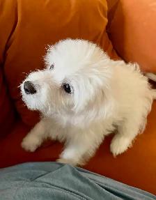 Puppy Bichon Eskimo - Bichomo - Photo 10