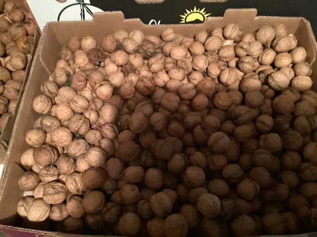 Fresh Walnuts for sale