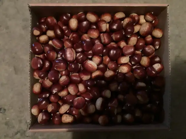 Fresh Chestnuts for sale