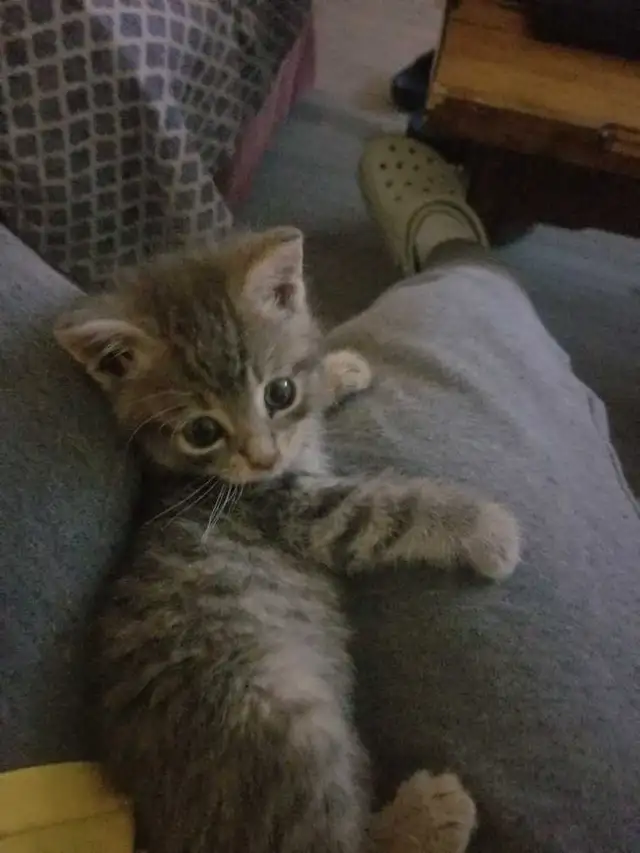 2 Female Kittens – $25 Each