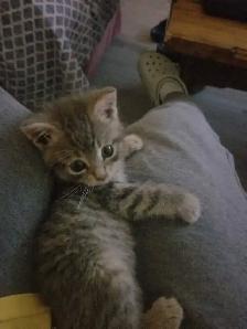 2 Female Kittens – $25 Each